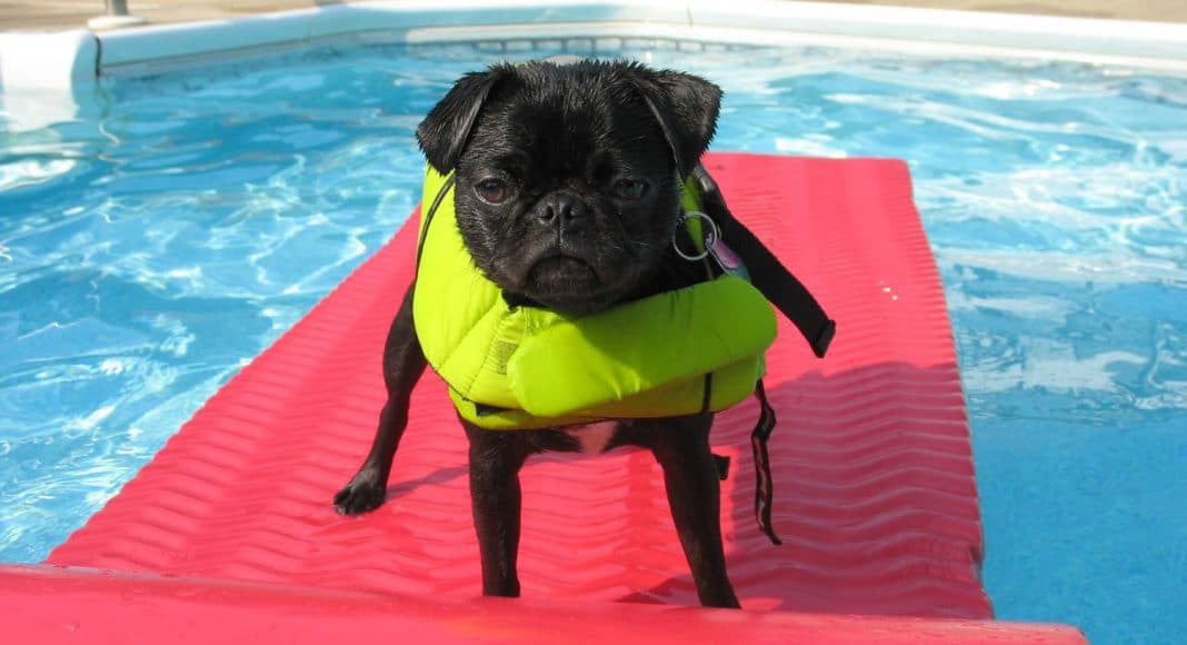 dogs floaties pools
