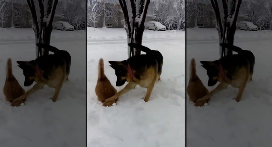 Bad Dog Pushes Cat's Head Into Snow