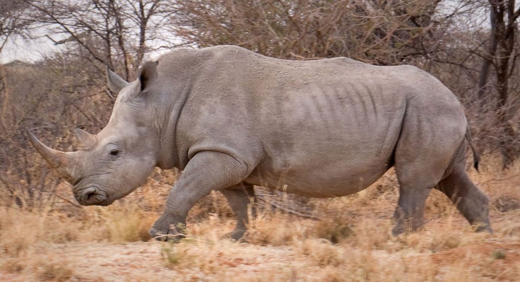 Male White Rhino