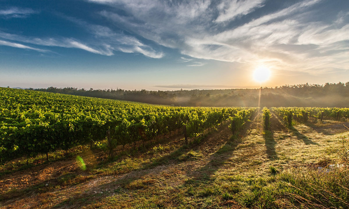 Summer Wine Vacation