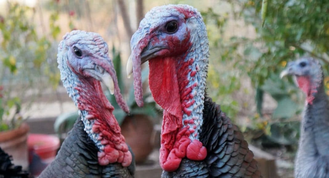 New Summer Tradition The Turkey Testicle Festival