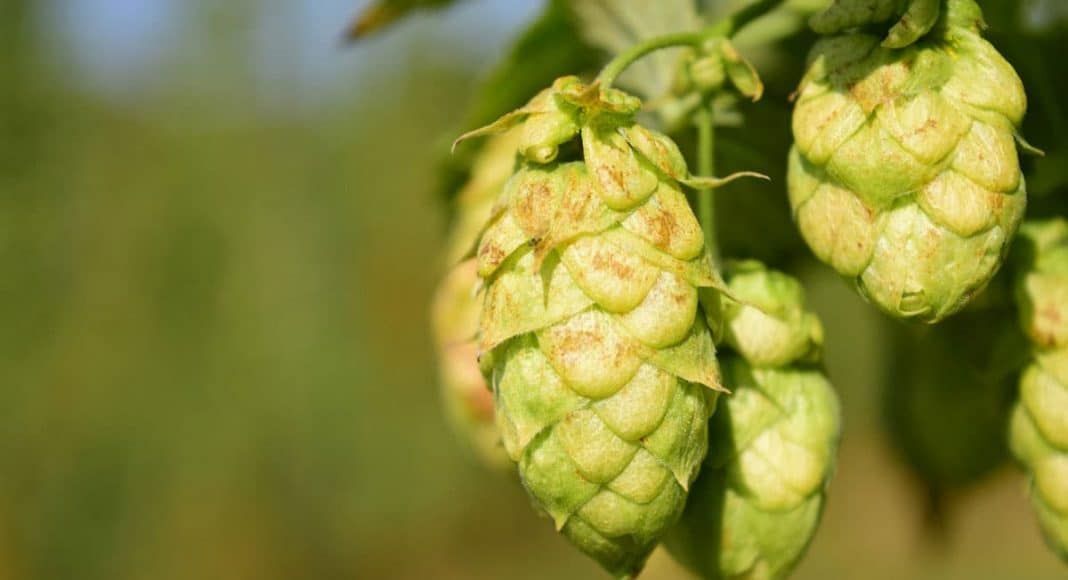 Cannabis And Hops