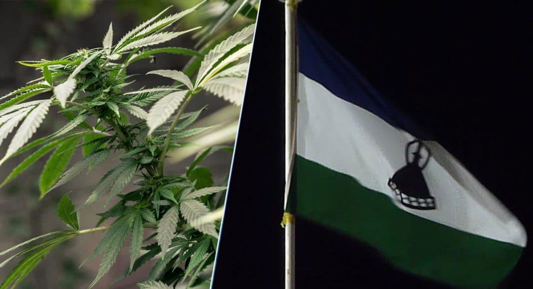 First African Marijuana License