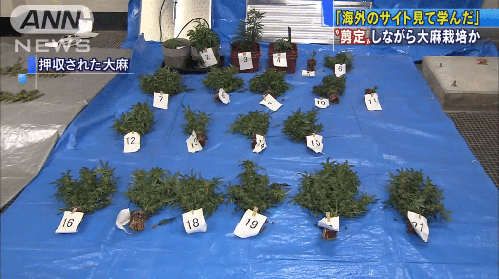 Meet The Japanese Man Who Disguised Marijuana As Bonsai Trees Meet The Japanese Man Who Disguised Marijuana As Bonsai Trees