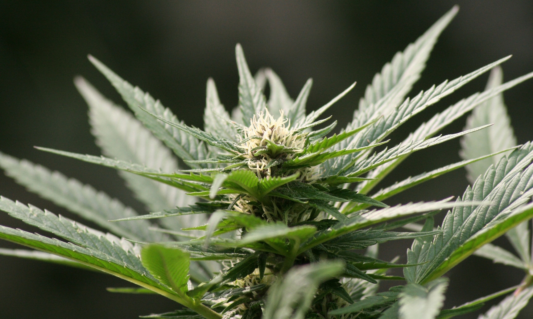 False Marijuana Claims