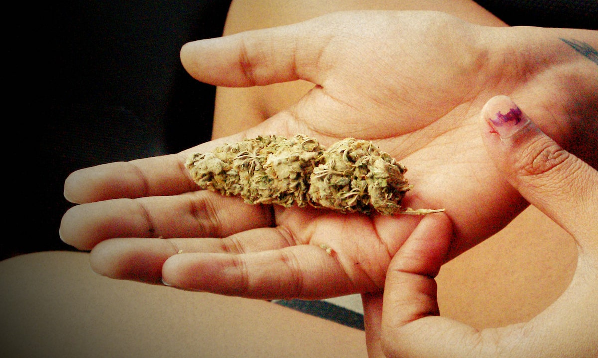 Cannabis Science