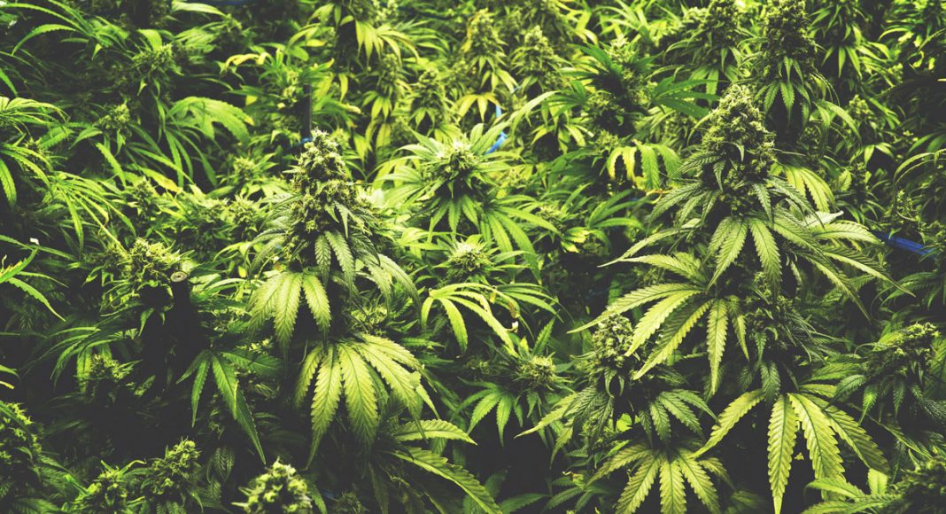 Cannabis Flowers Now Available In Pennsylvania