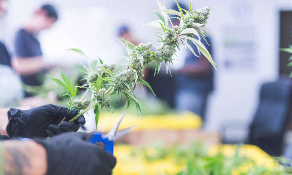 Forbes: Legal Cannabis Will Create One Million Jobs By 2025
