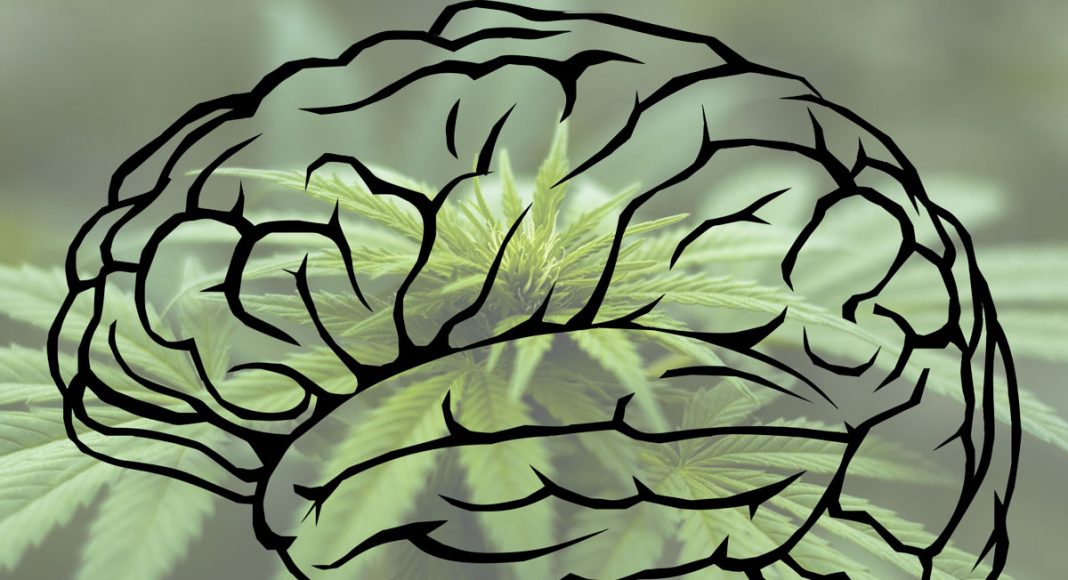 Can Marijuana Help Regrow Human Brain Cells?