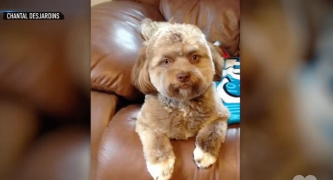People Are Freaking Out Over This Dog's Human Face