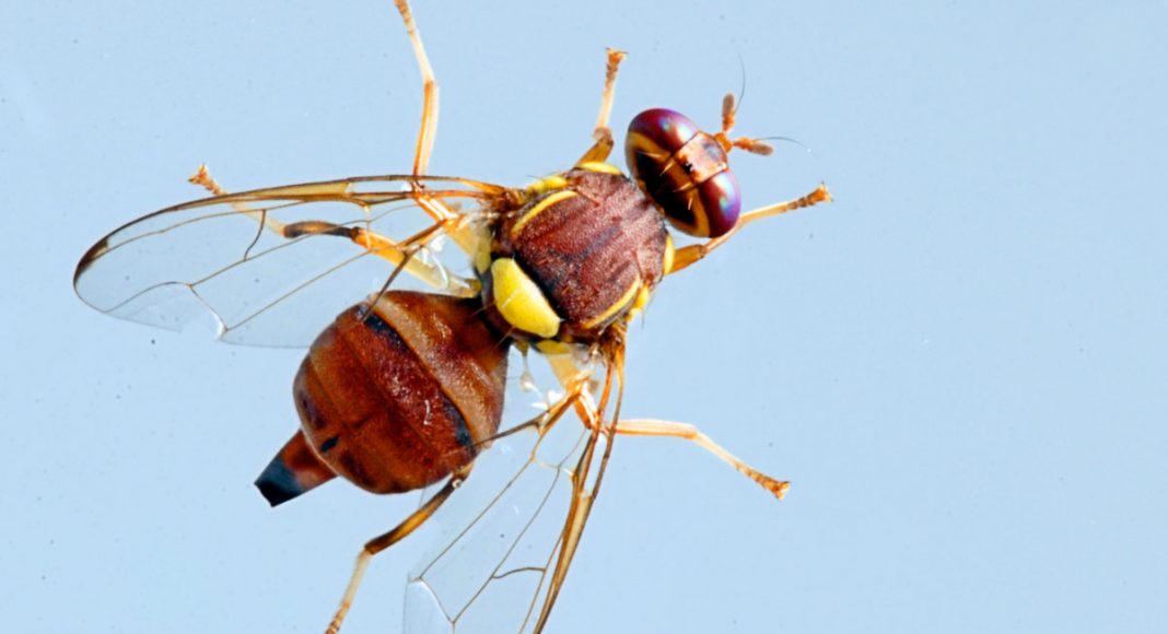 You're Welcome: Here's How To Make A Fruit Fly Orgasm