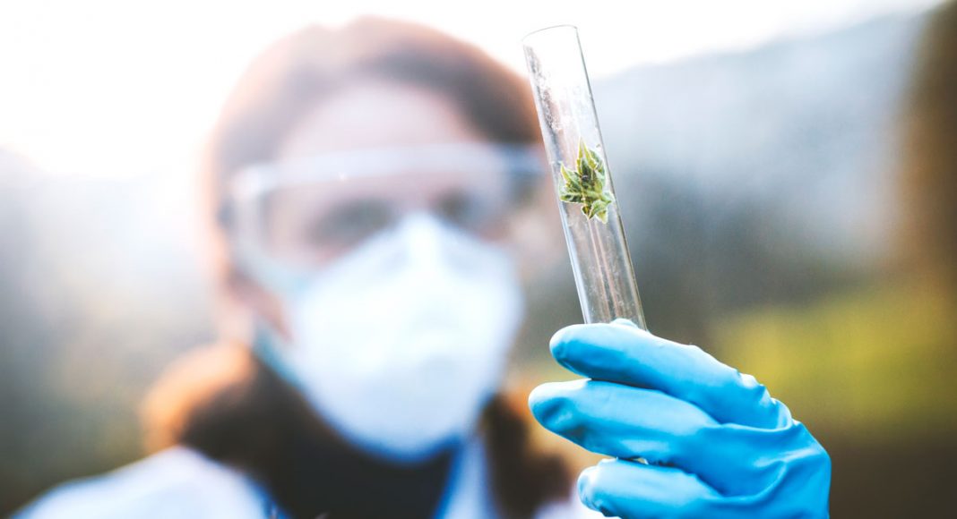 PA Approves Landmark Marijuana Research For State Universities
