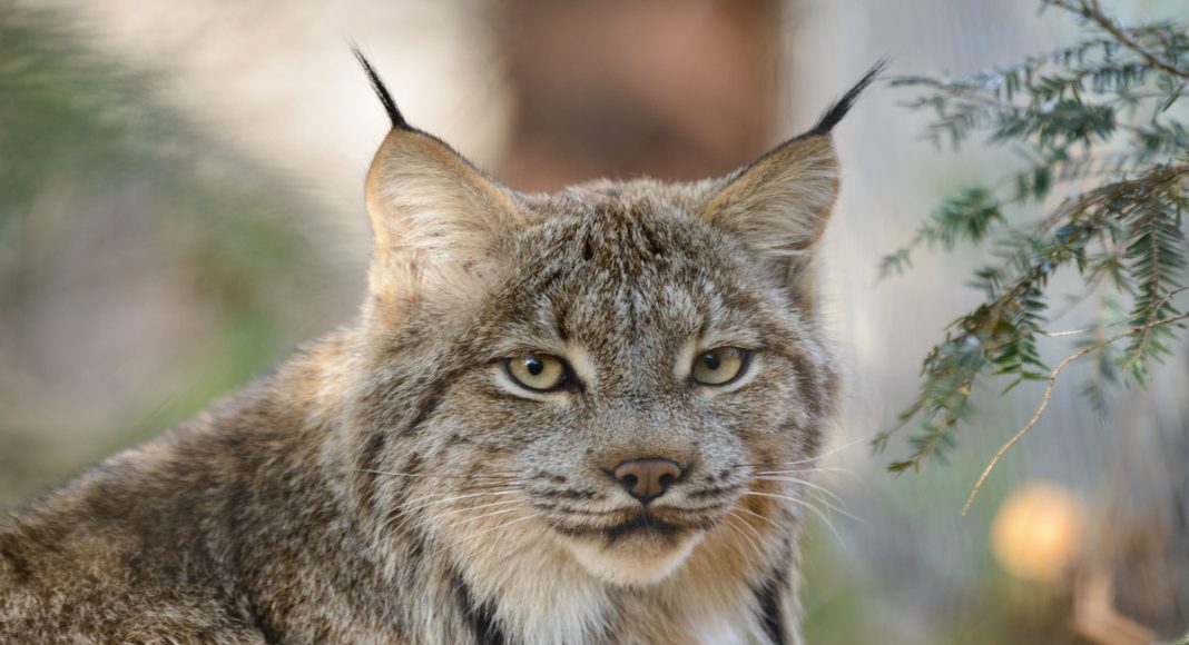 These 2 Lynxes Screaming At Each Other Is Everyone Social Media