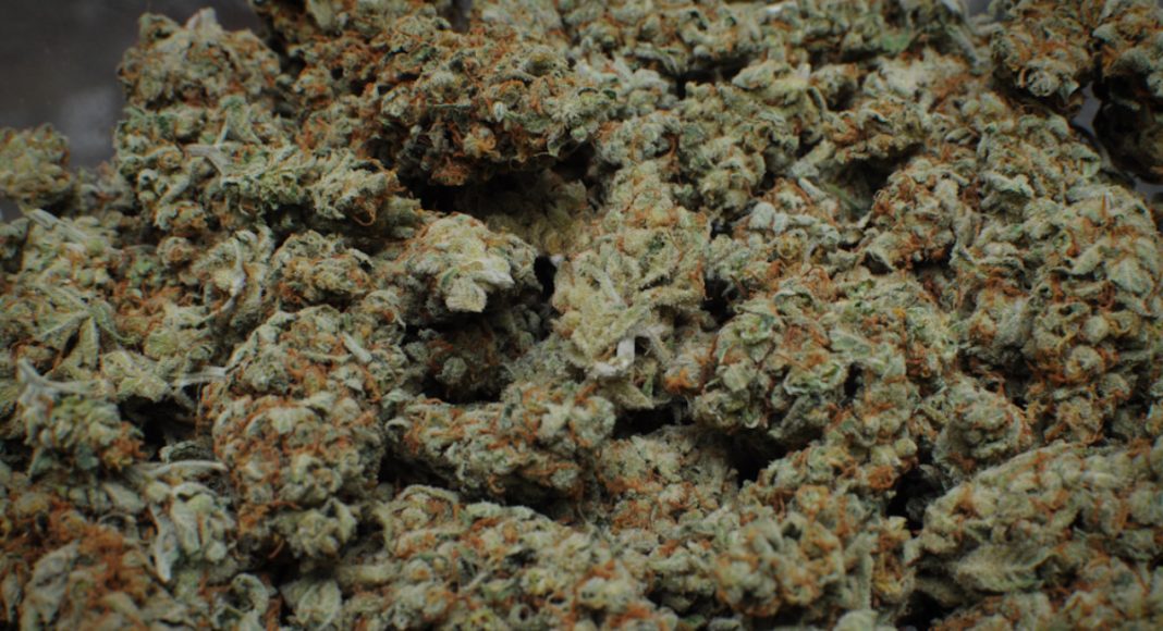 Moldy Marijuana Is The New Reefer Madness - The Fresh Toast
