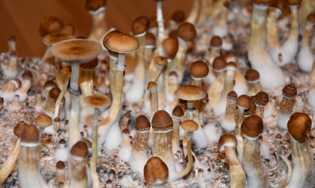 psilocybin mushrooms could be used as medicine by 2021