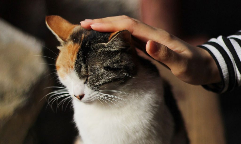you could be passing down personality traits to your cat