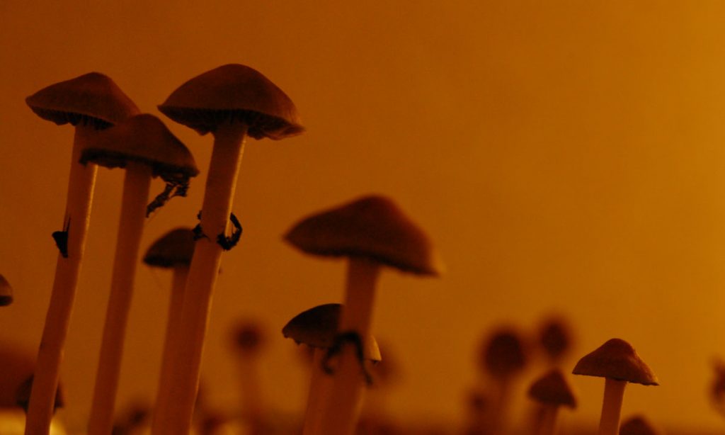 denver decriminalizes magic mushrooms