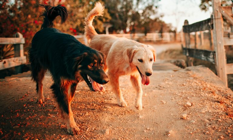 Research Finds CBD Could Save Dogs From This Disorder