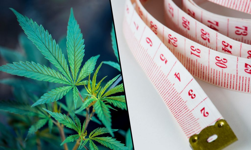 Marijuana For A Lean Physique? Science Weighs In
