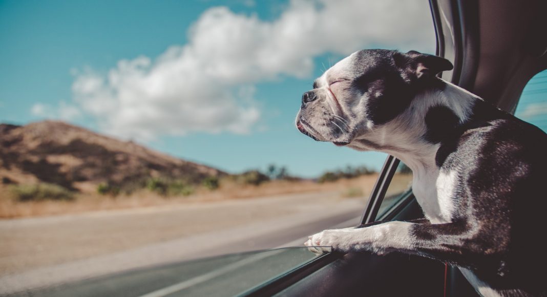 What CBD Oil Can Do For Pets