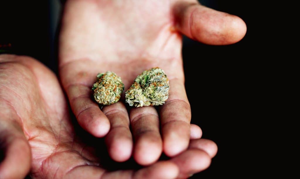 If Your Parents Used Marijuana, You're More Likely To Also