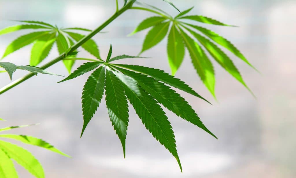 Study Says CBD Is Changing People's Minds On Marijuana