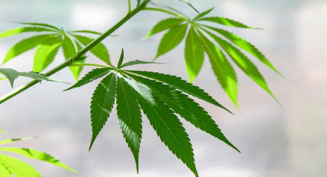 Study Says CBD Is Changing People's Minds On Marijuana