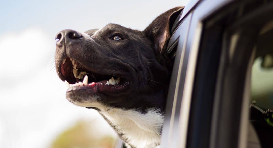 Uber Pet Allows Pets To Travel For A Fee
