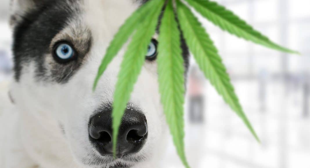 What To Do If Your Dog Eats Weed
