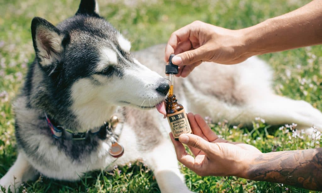 What To Know Before Using CBD To Treat Pet Travel Anxiety