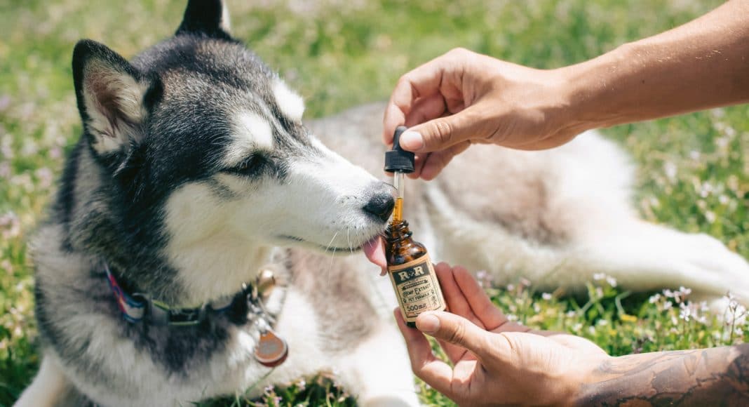 What To Know Before Using CBD To Treat Pet Travel Anxiety