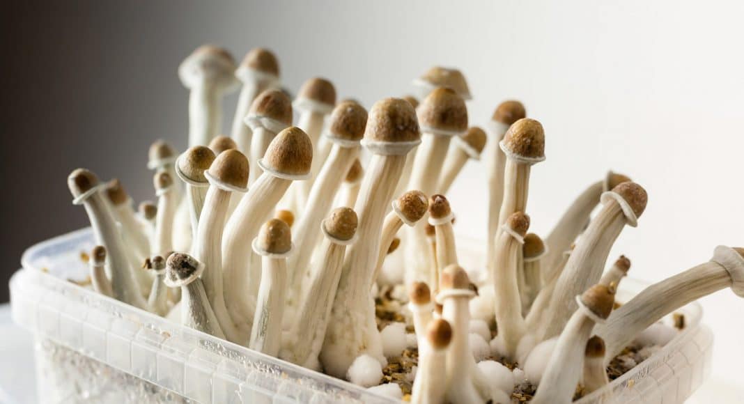 Are Magic Mushrooms The Next Frontier For The Cannabis Industry?