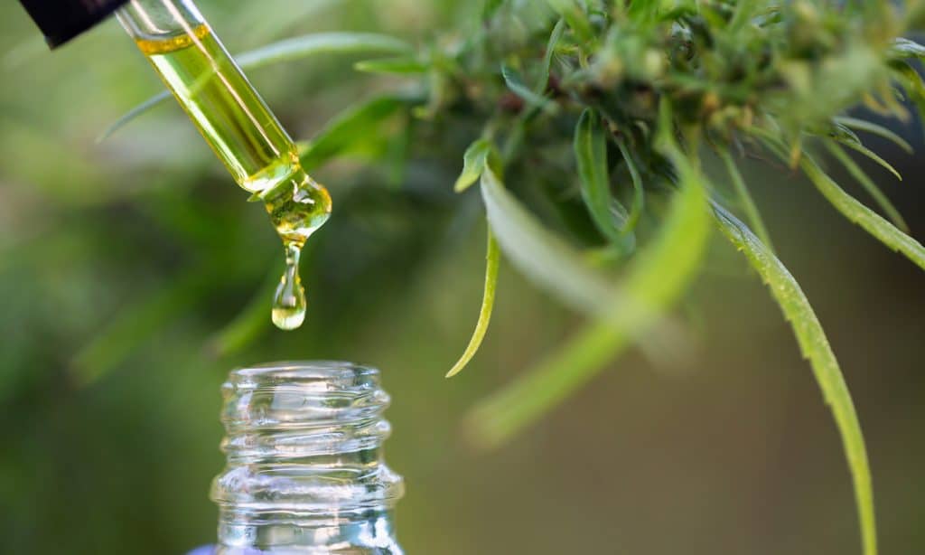 Can Taking CBD Make It Easier To Digest Political News?