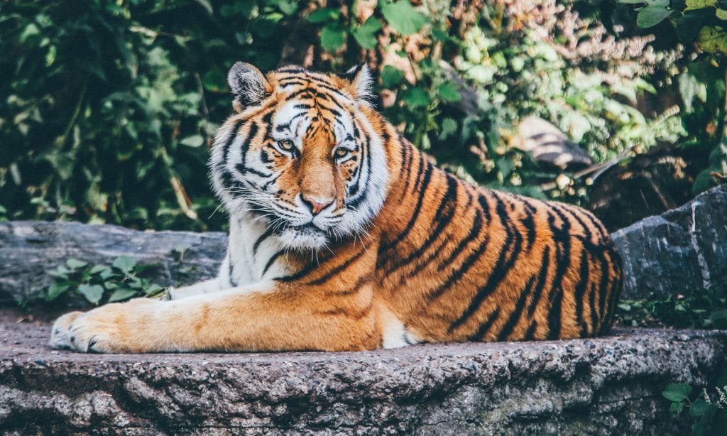 Tiger King and Marijuana Are Linked In More Ways Than One