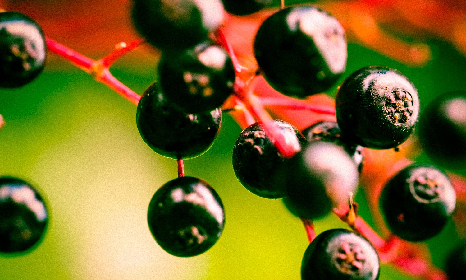 Do Elderberry CBD Gummies Boost Immunity?
