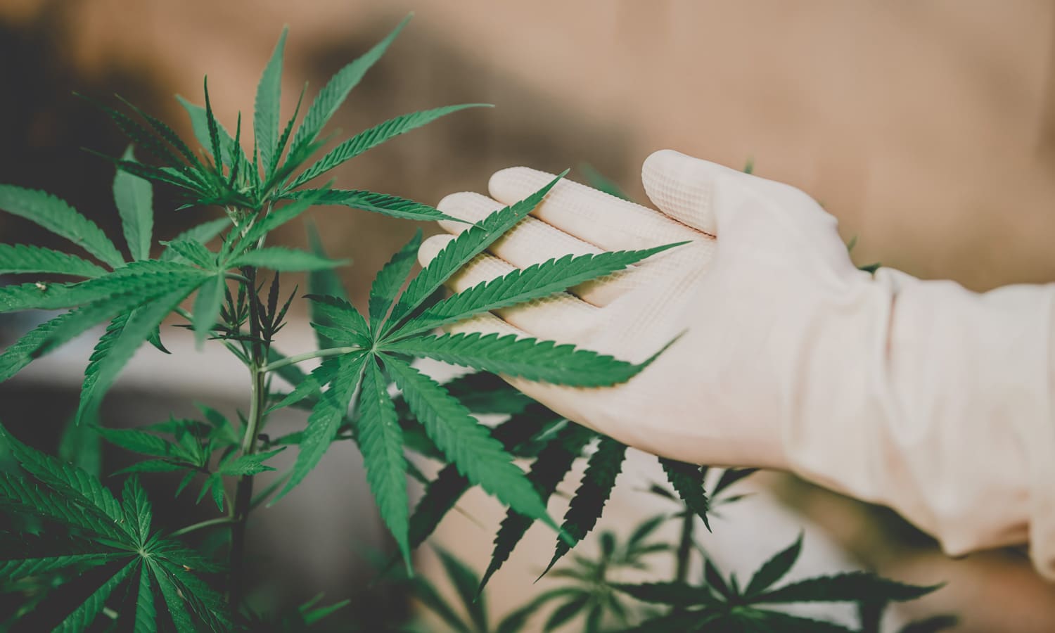 FDA Issues Draft Guidance For Cannabis Research