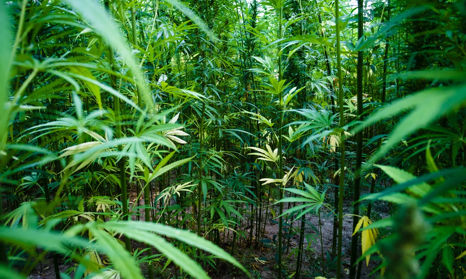 Legal marijuana States Buying 'Nasal Rangers' To Detect Illegal Grows