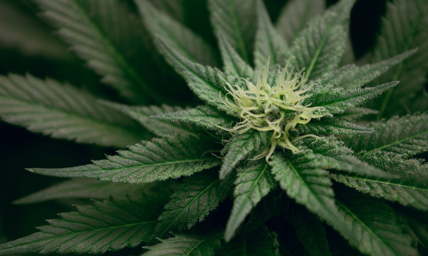 What Is Bioengineering Marijuana And Why Are People Doing It?
