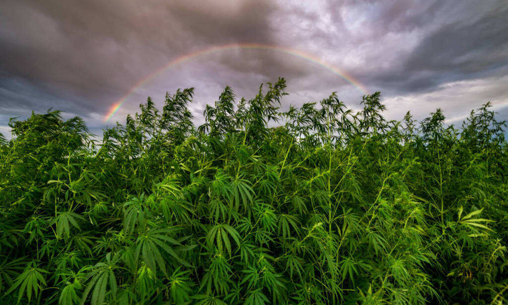 cannabis marijuana crops
