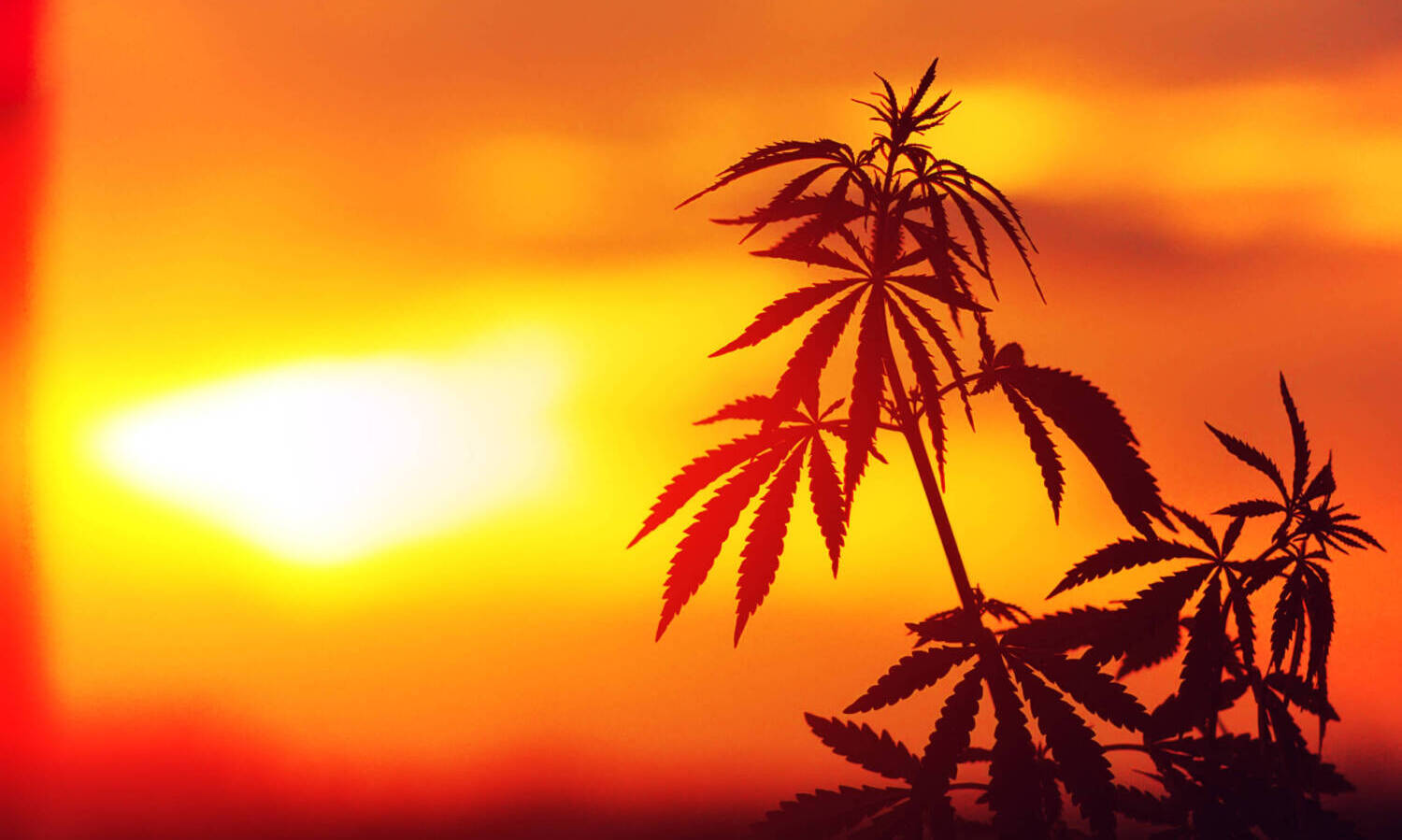 cannabis