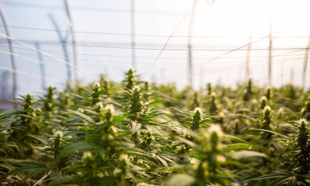 hemp cannabis crop