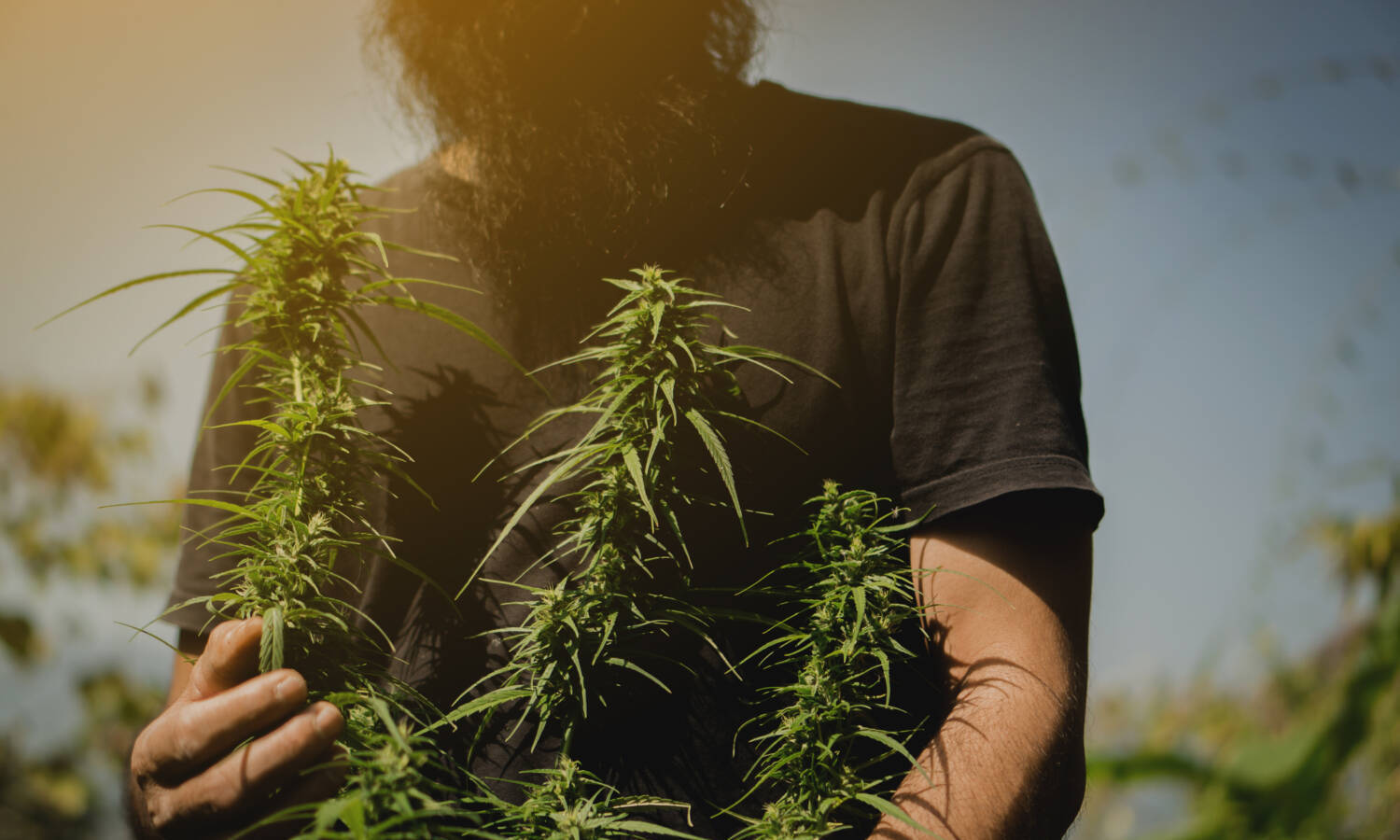 marijuana crop