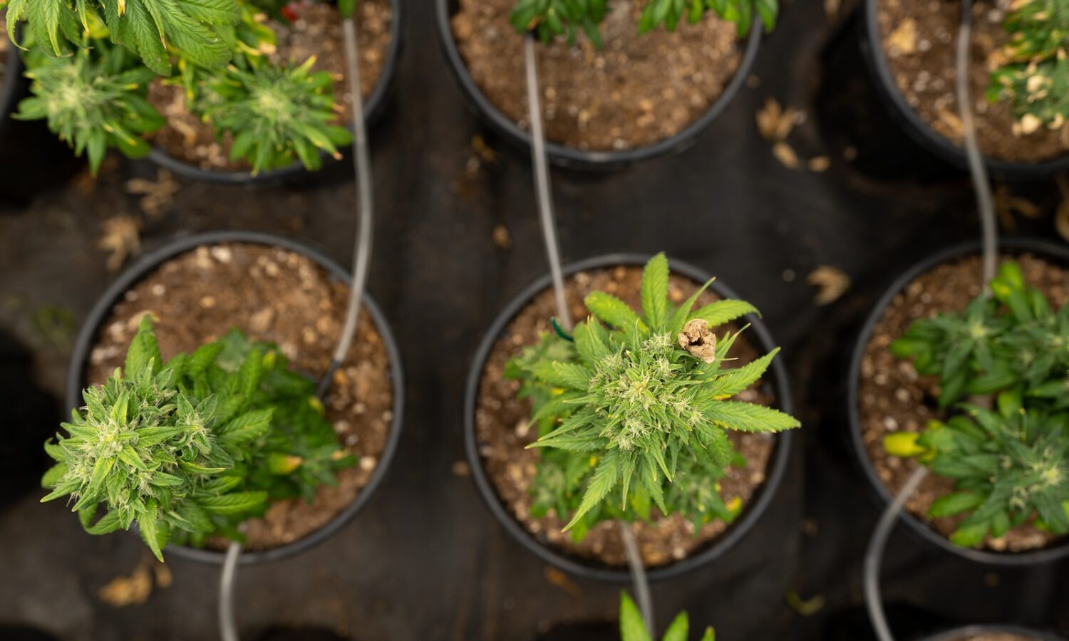 growing cannabis