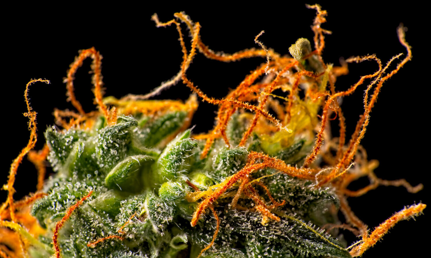 orange hairs on cannabis