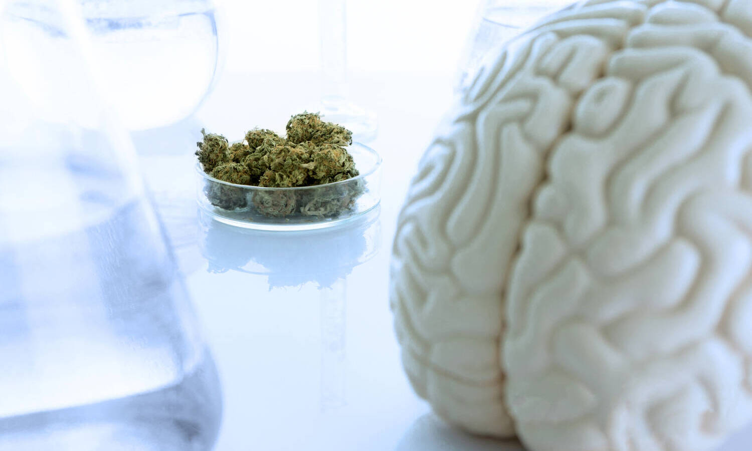 brain cannabis