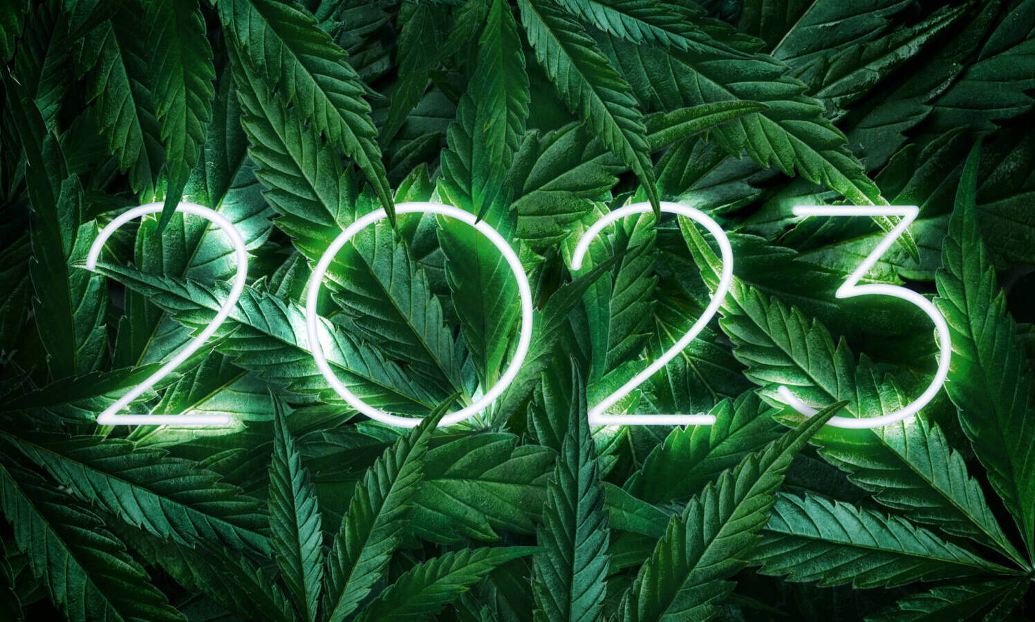 cannabis 2023